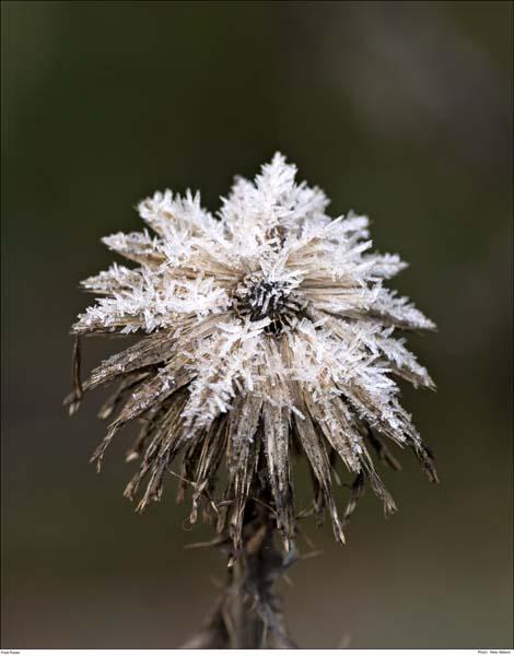 CRW 0974 Frost Flower